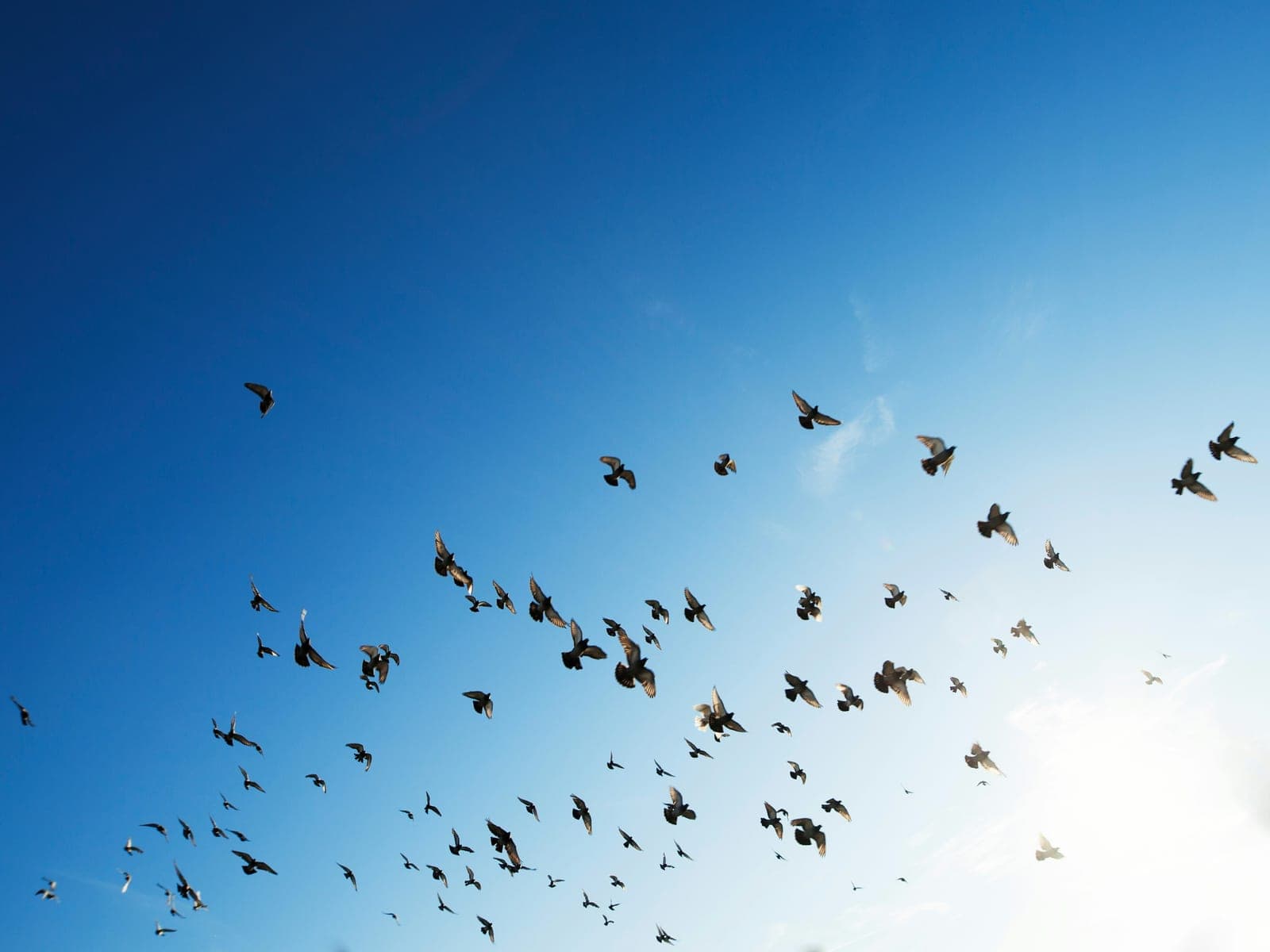Une nuée d’oiseaux en vol dans un ciel bleu dégagé